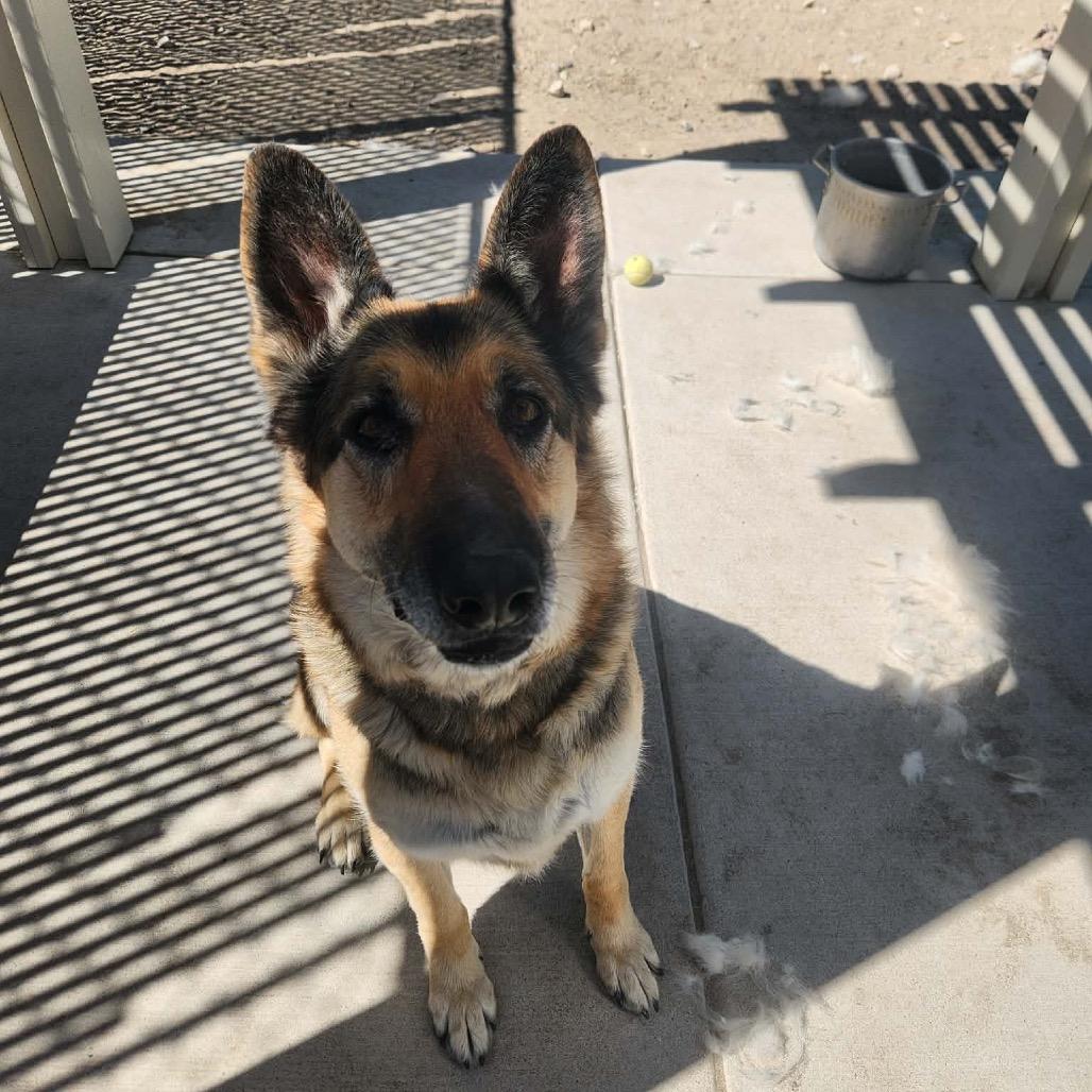 Enlarge Jasmin , a ADOPTABLE German Shepherd Dog in Fallon, NV image 2/2