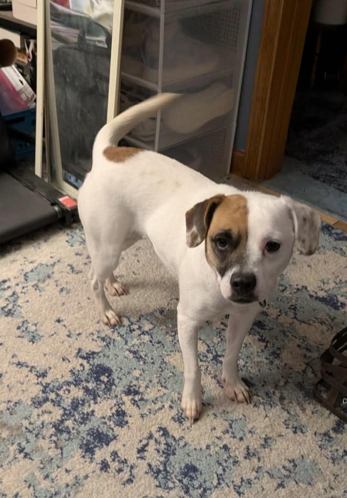 Enlarge Celia, a Adoptable mixed breed in Alden, NY image 1/4