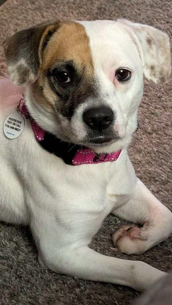 Enlarge Celia, a Adoptable mixed breed in Alden, NY image 2/4