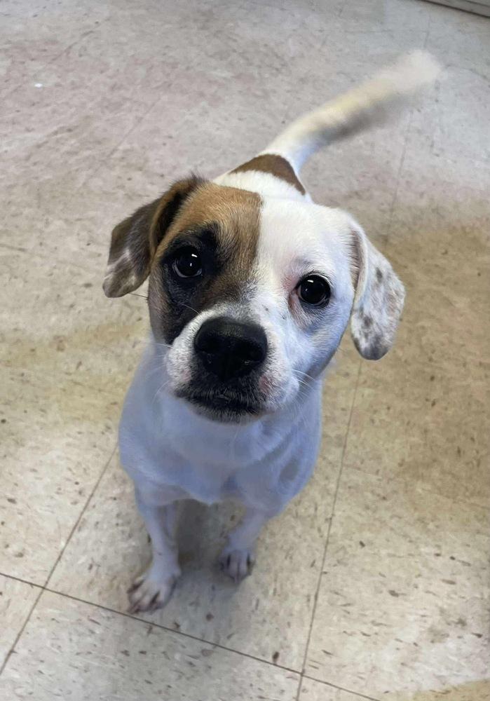 Enlarge Celia, a Adoptable mixed breed in Alden, NY image 3/4