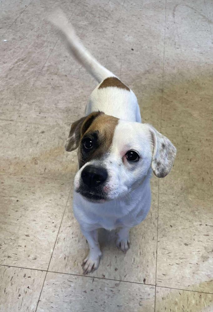 Enlarge Celia, a Adoptable mixed breed in Alden, NY image 4/4