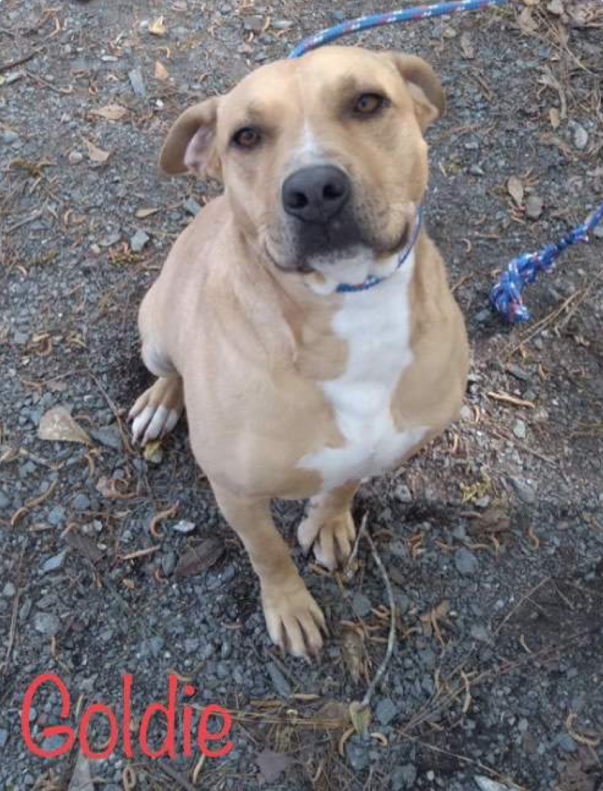 Enlarge Goldie, a Adoptable Labrador Retriever in Cairo, GA image 1/1