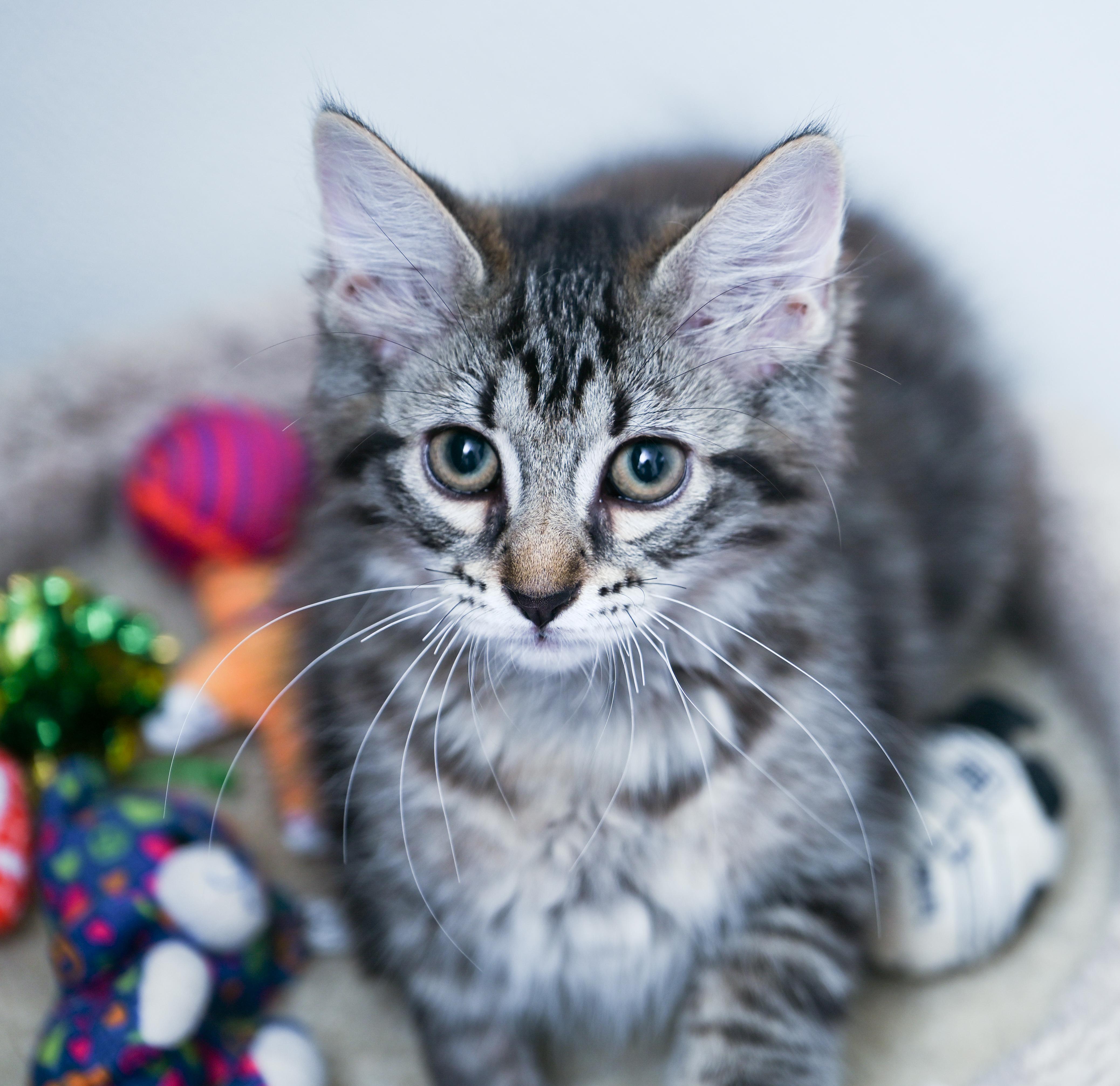 Miss Penelope, an adopted mixed breed in Chattanooga, TN image 3/4