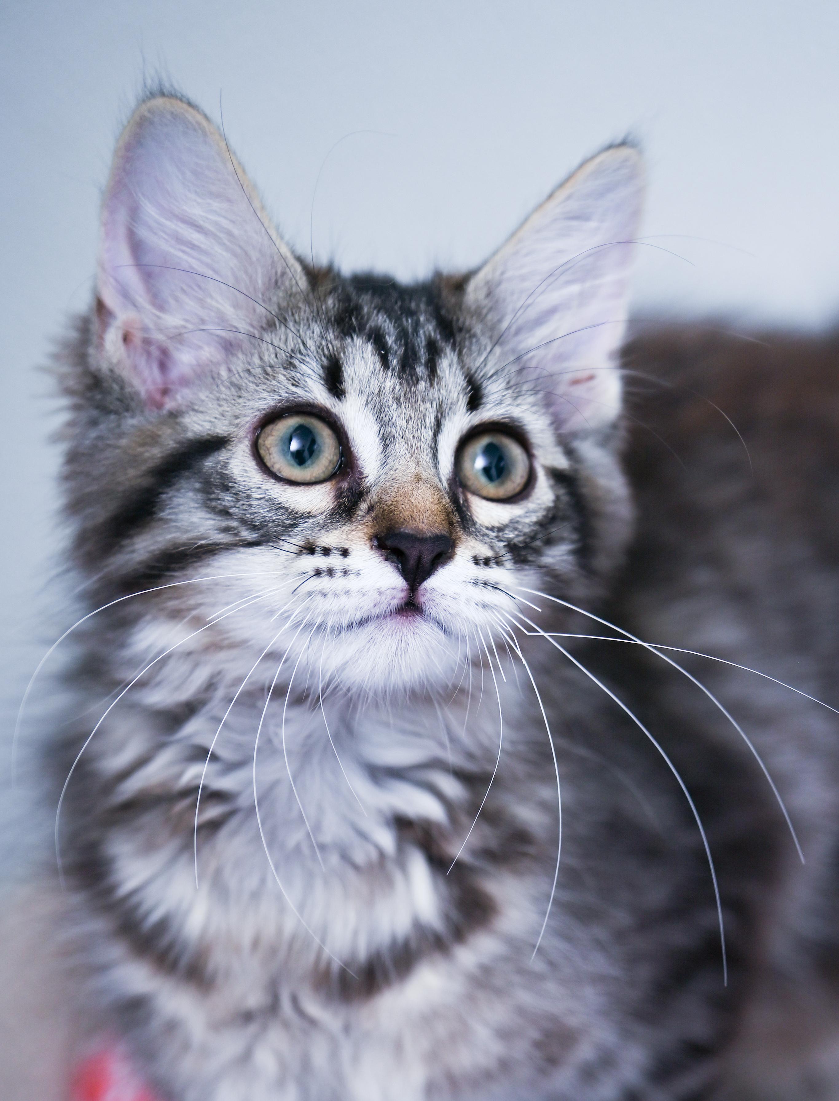 Miss Penelope, an adopted mixed breed in Chattanooga, TN image 4/4
