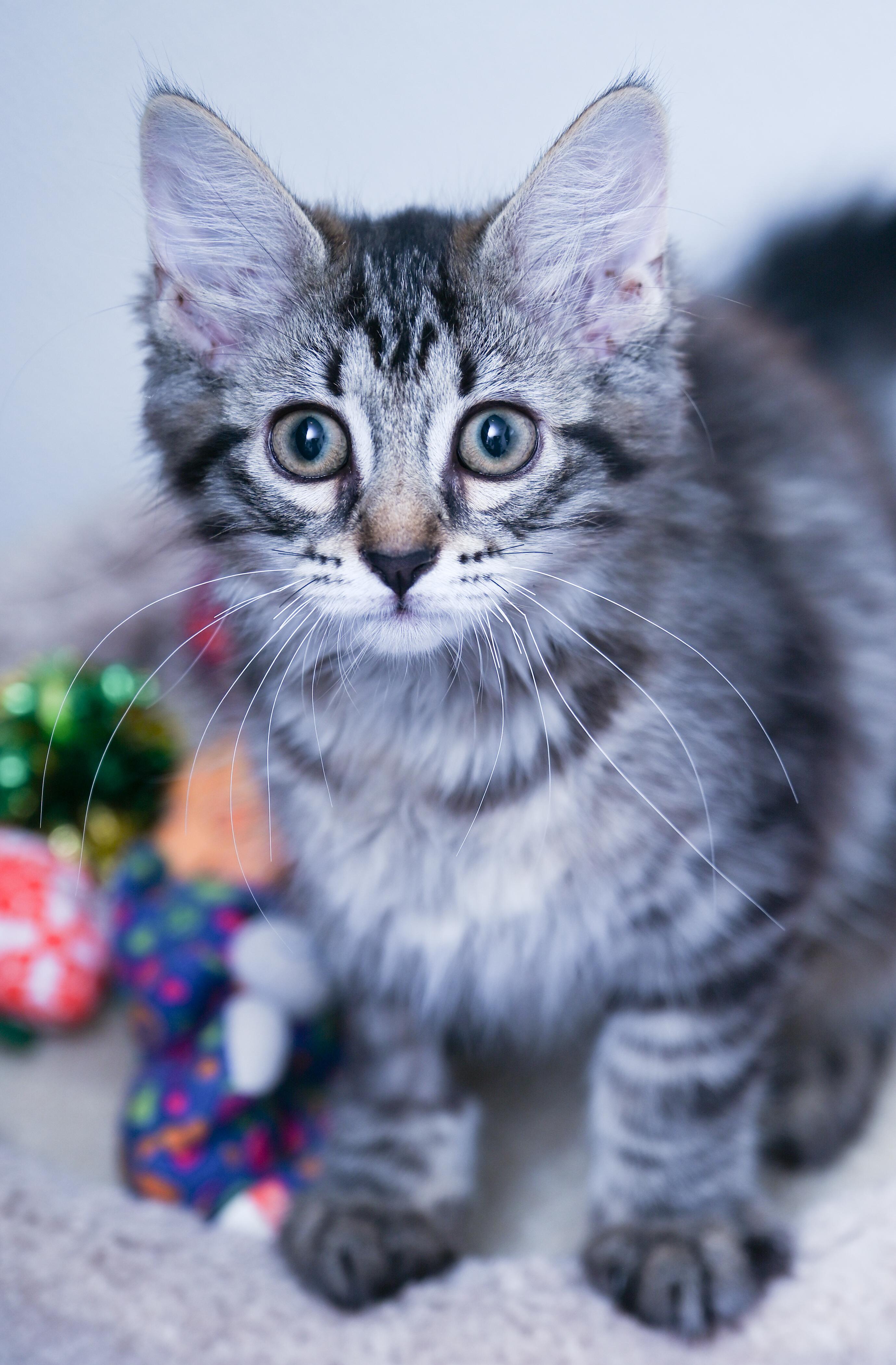 Miss Penelope, an adopted mixed breed in Chattanooga, TN image 1/4