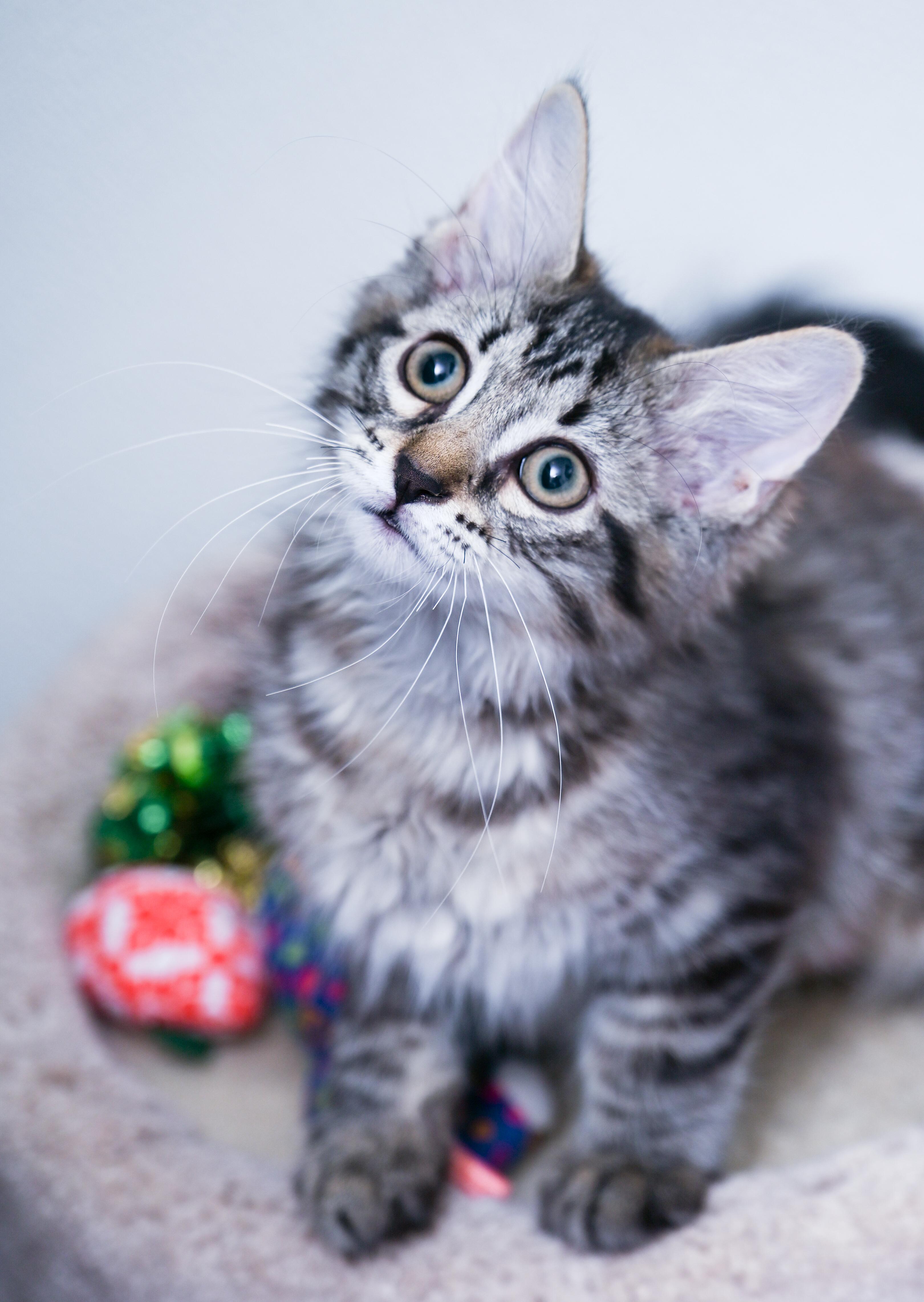 Miss Penelope, an adopted mixed breed in Chattanooga, TN image 2/4