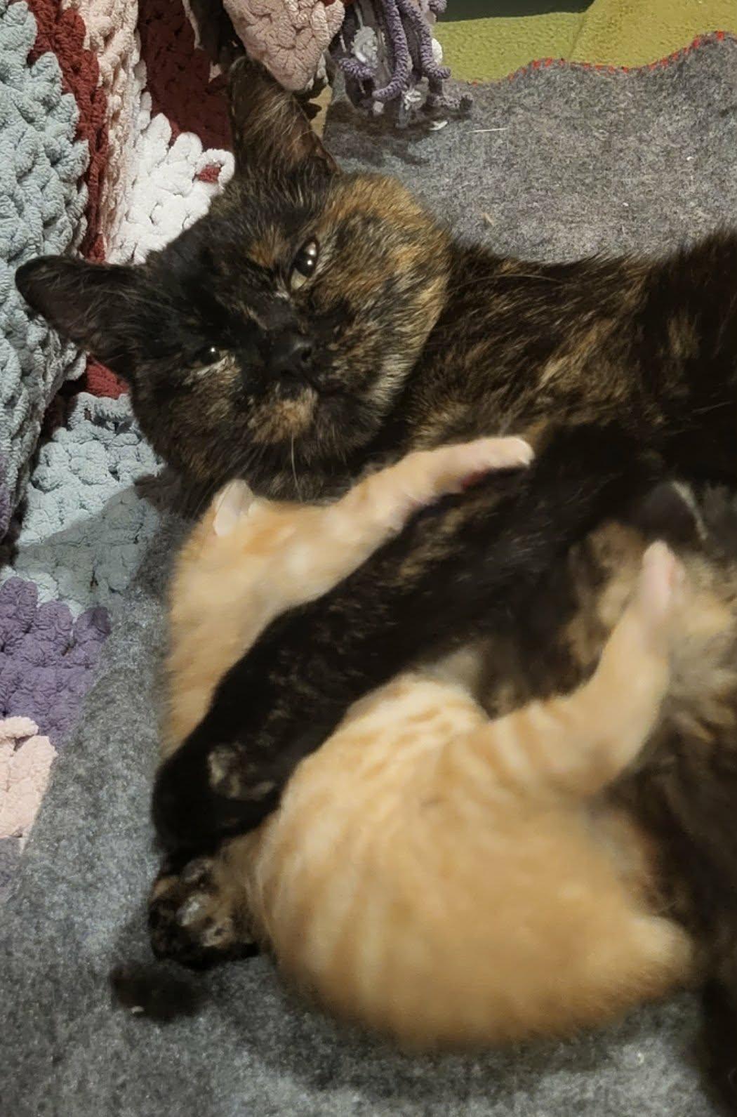 Enlarge Marge, an adopted Domestic Short Hair in Shakespeare, ON image 2/6