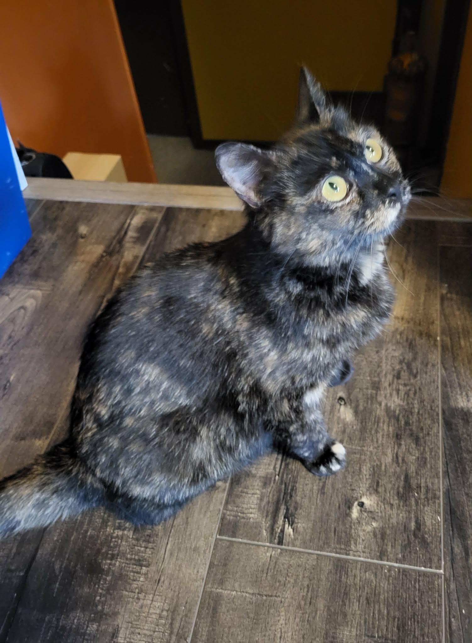 Enlarge Marge, an adopted Domestic Short Hair in Shakespeare, ON image 1/6