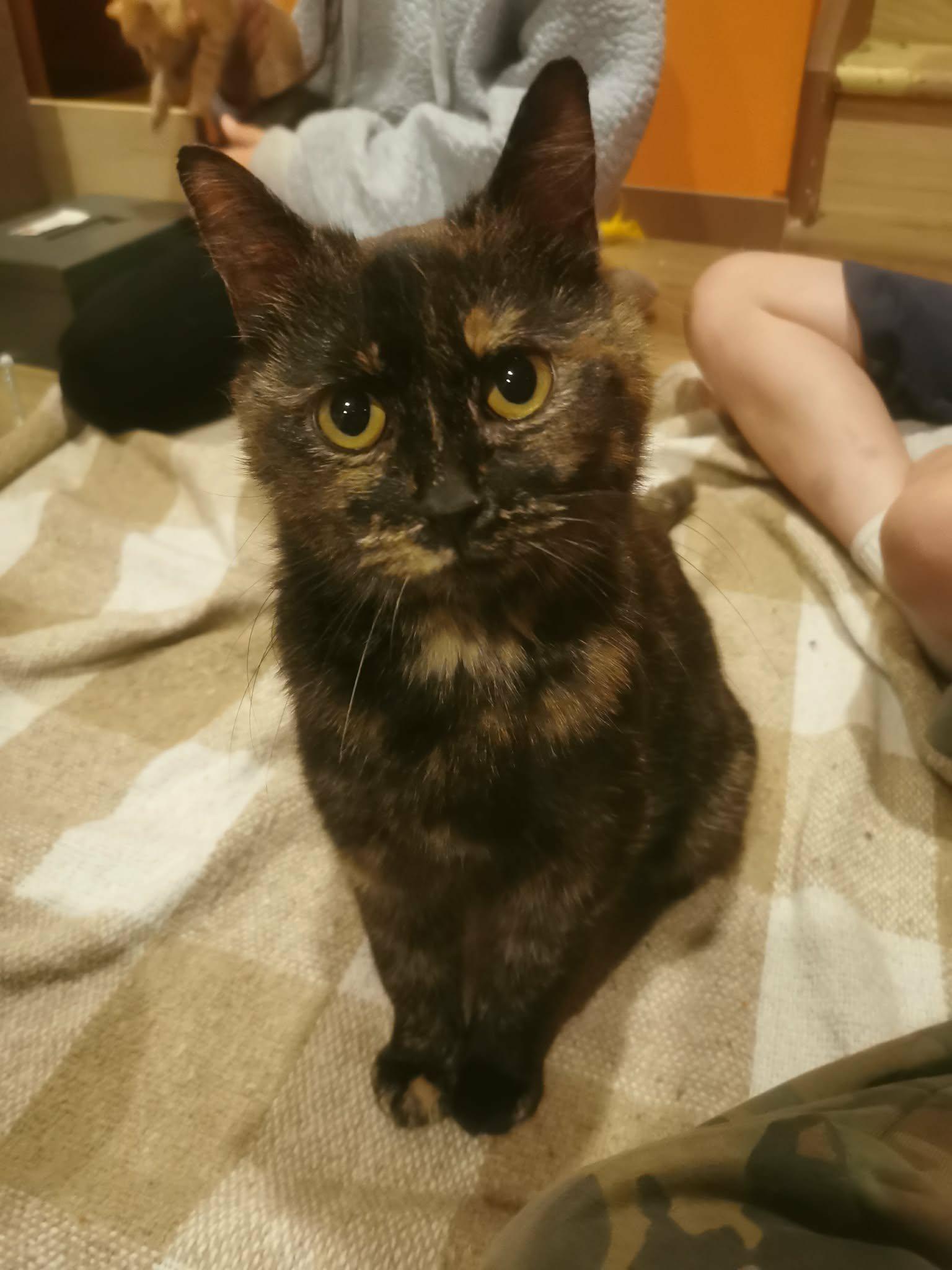 Enlarge Marge, an adopted Domestic Short Hair in Shakespeare, ON image 3/6