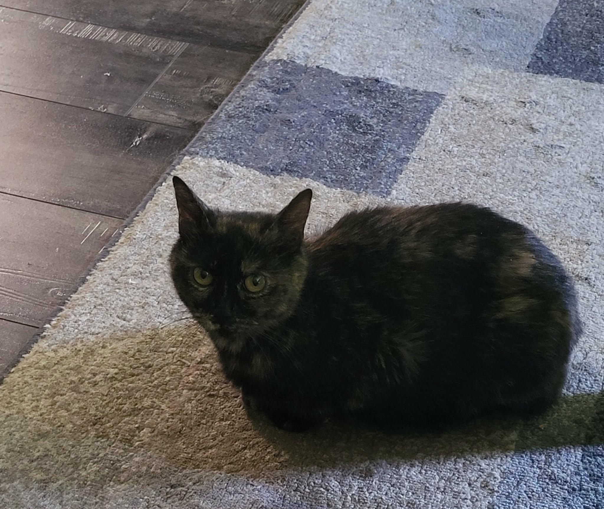 Enlarge Marge, an adopted Domestic Short Hair in Shakespeare, ON image 6/6