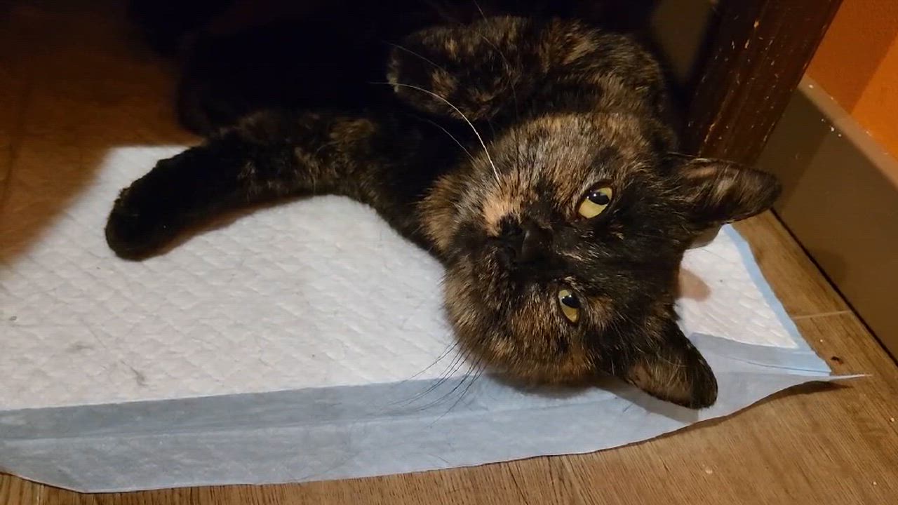 Enlarge Marge, an adopted Domestic Short Hair in Shakespeare, ON video 4/6