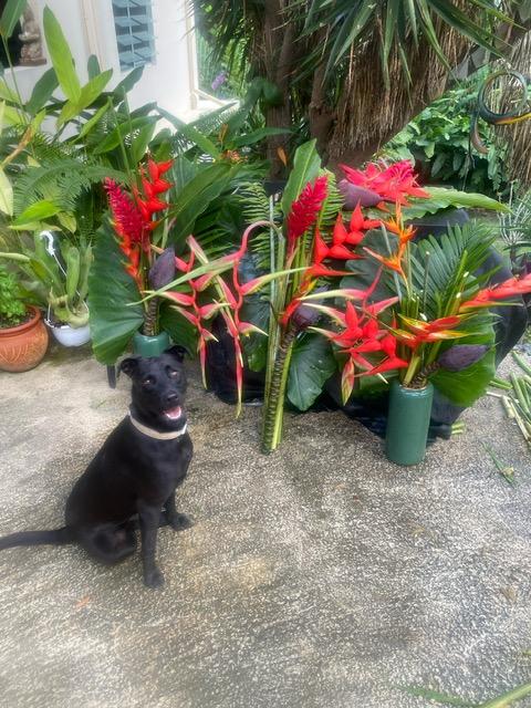 Salma, Adoptable, Adult Female Black Labrador Retriever.