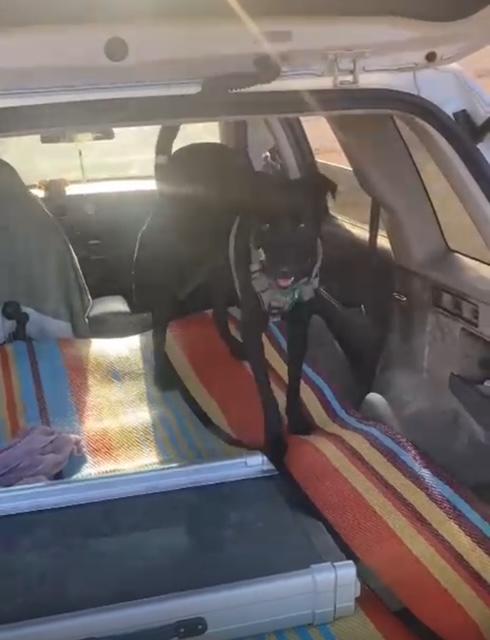 Enlarge Salma, a Adoptable mixed breed in Seattle, WA image 5/6