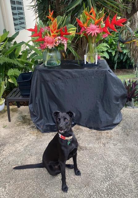 Enlarge Salma, a Adoptable mixed breed in Seattle, WA image 4/6