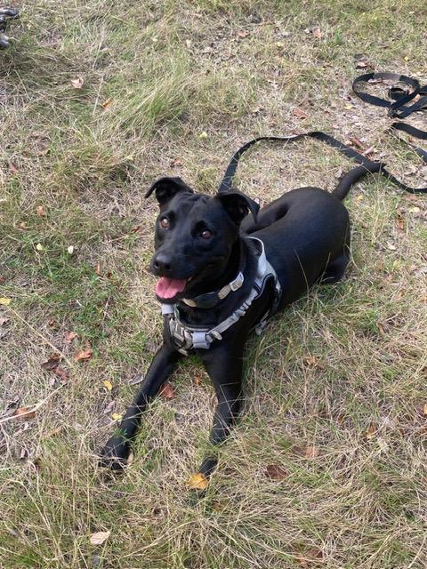 Enlarge Salma, a Adoptable mixed breed in Seattle, WA image 2/6