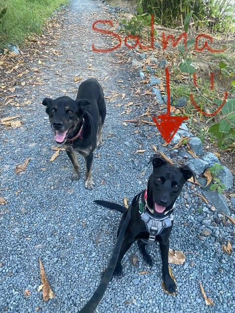 Enlarge Salma, a Adoptable mixed breed in Seattle, WA image 3/6