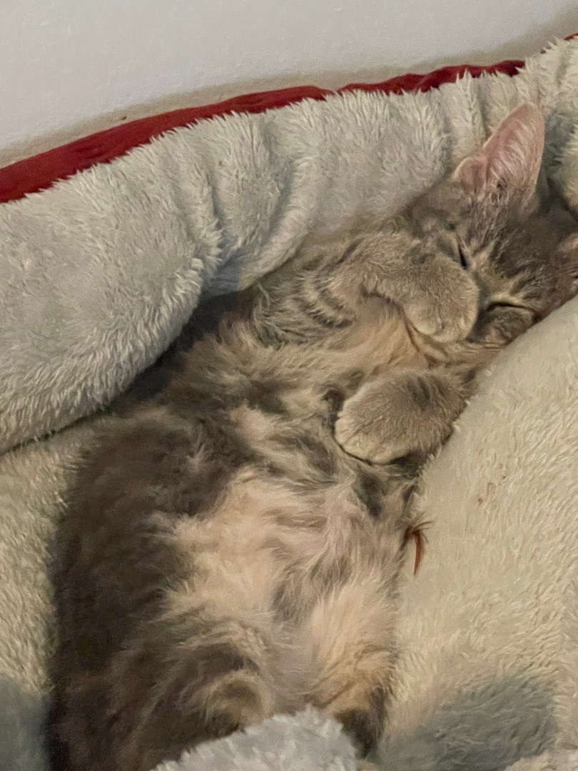 Gerry , Adopted, Kitten Male Domestic Short Hair.