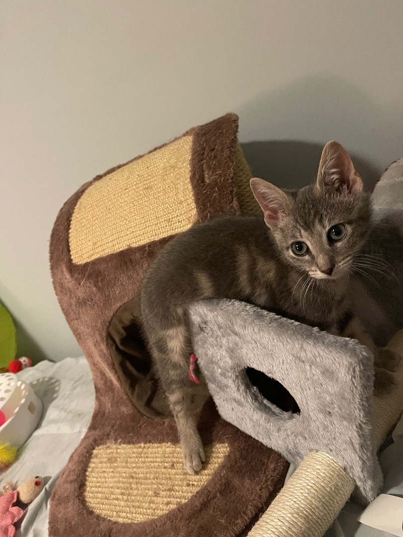 Enlarge Gerry , a Adopted Domestic Short Hair in Manorville, NY image 2/10