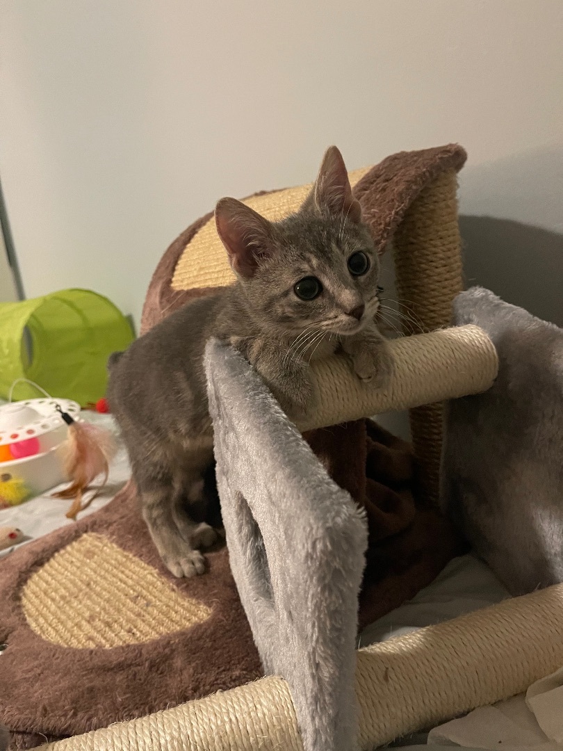 Enlarge Gerry , a Adopted Domestic Short Hair in Manorville, NY image 3/10