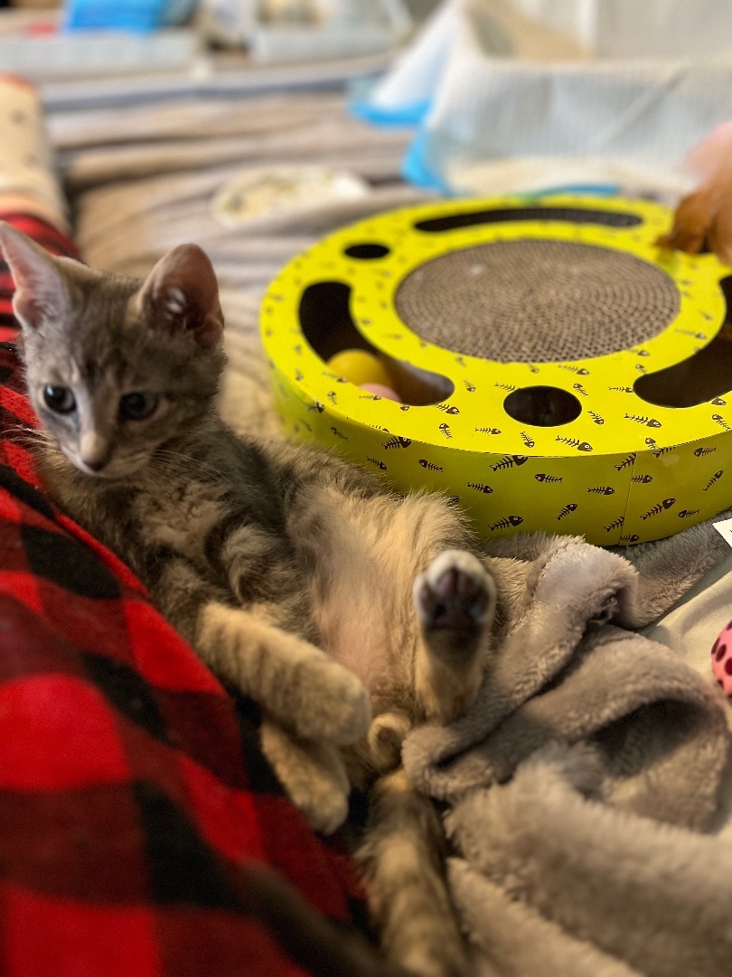 Enlarge Gerry , a Adopted Domestic Short Hair in Manorville, NY image 4/10