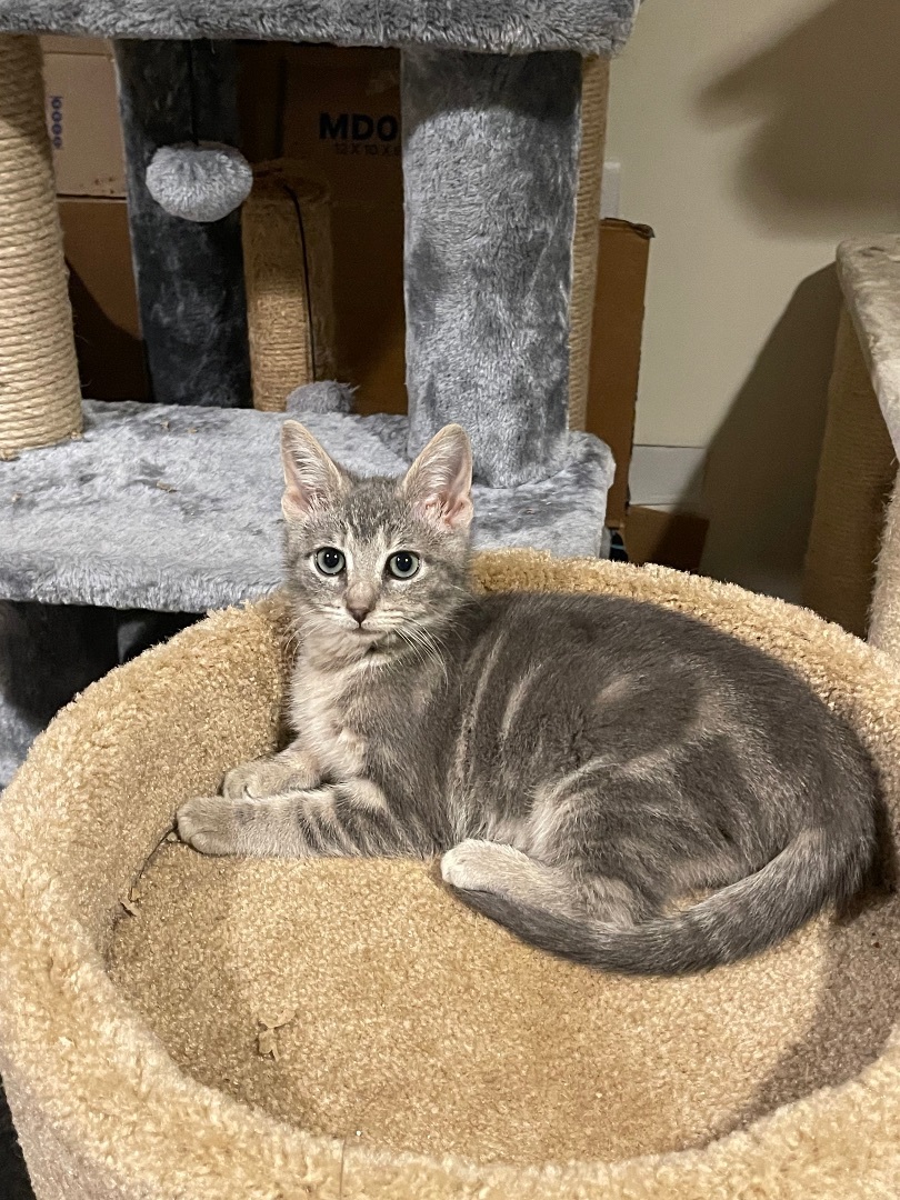 Enlarge Gerry , a Adopted Domestic Short Hair in Manorville, NY image 5/10