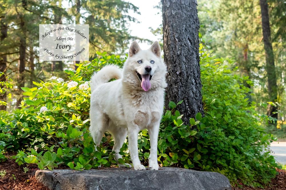 Enlarge IVORY, an adopted Husky in Shelton, WA image 5/6