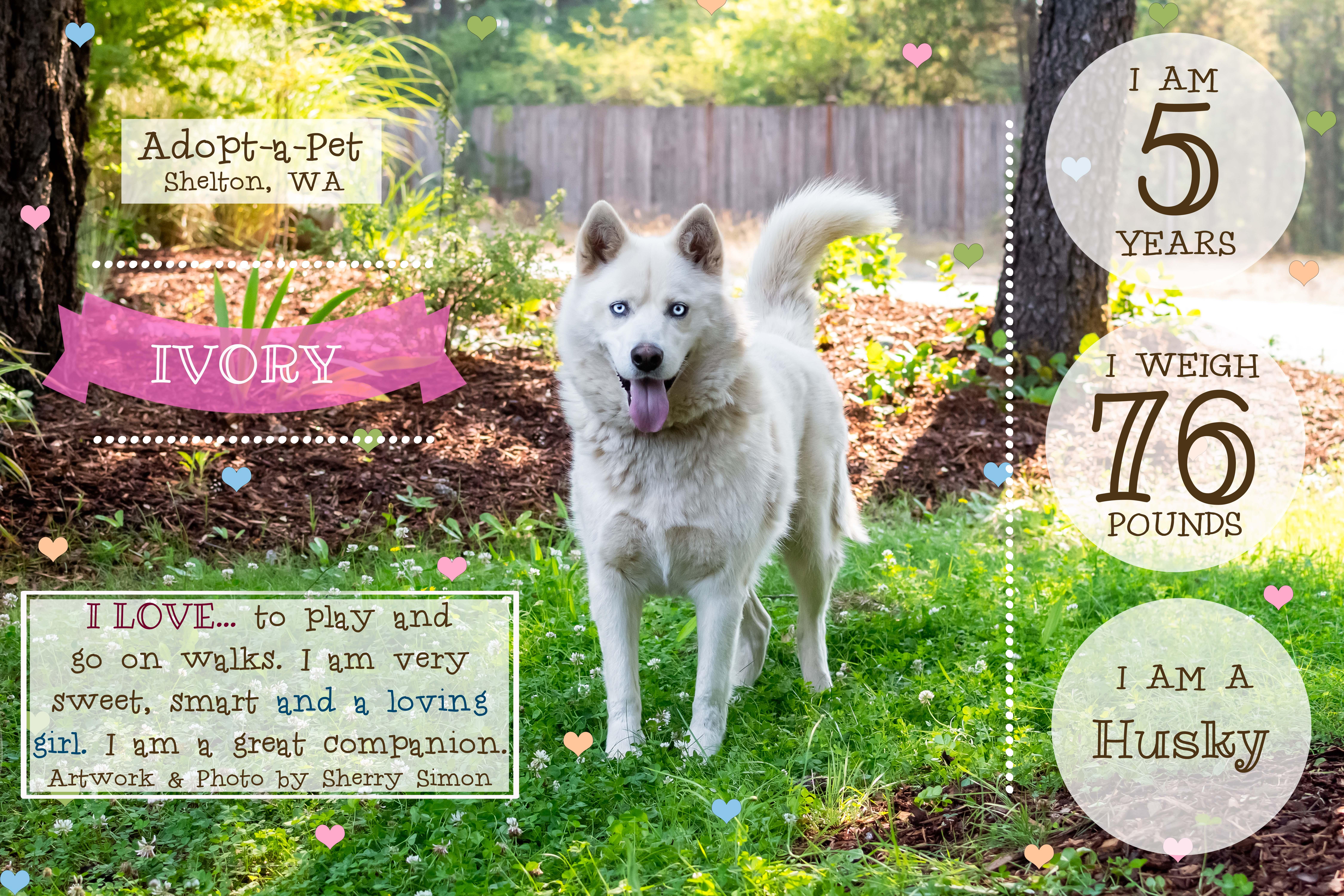 Enlarge IVORY, an adopted Husky in Shelton, WA image 3/6