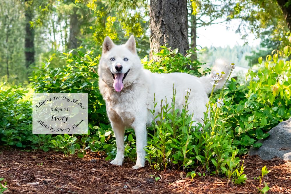 Enlarge IVORY, an adopted Husky in Shelton, WA image 2/6