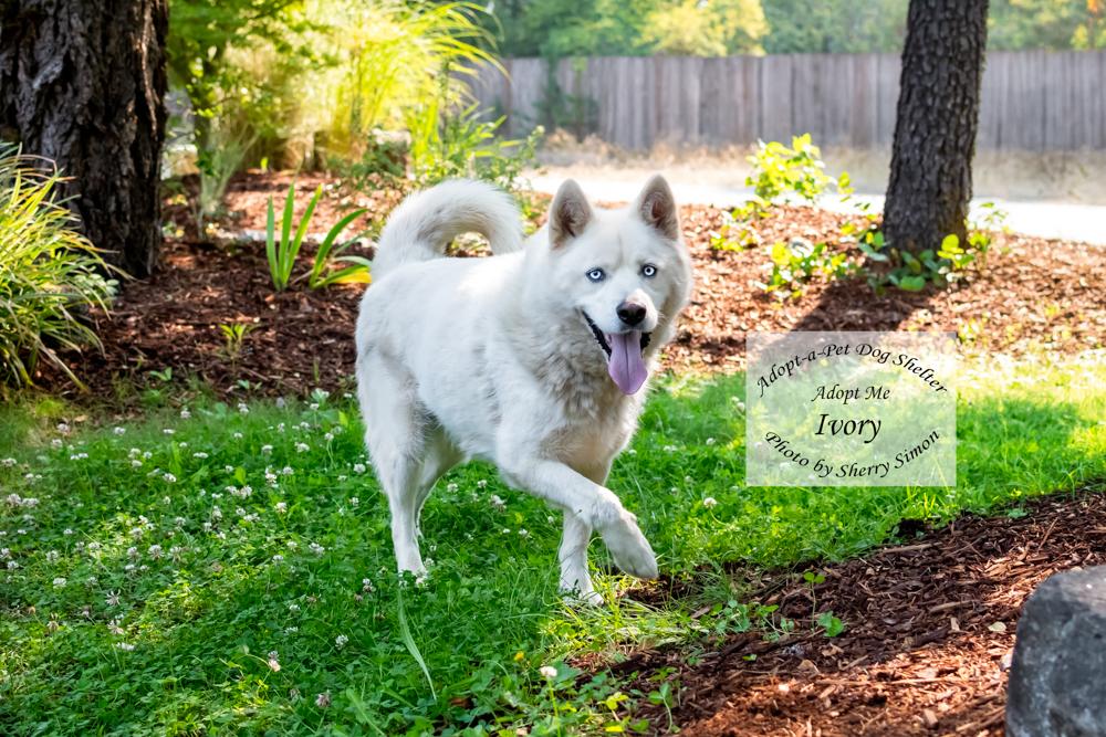 Enlarge IVORY, an adopted Husky in Shelton, WA image 6/6