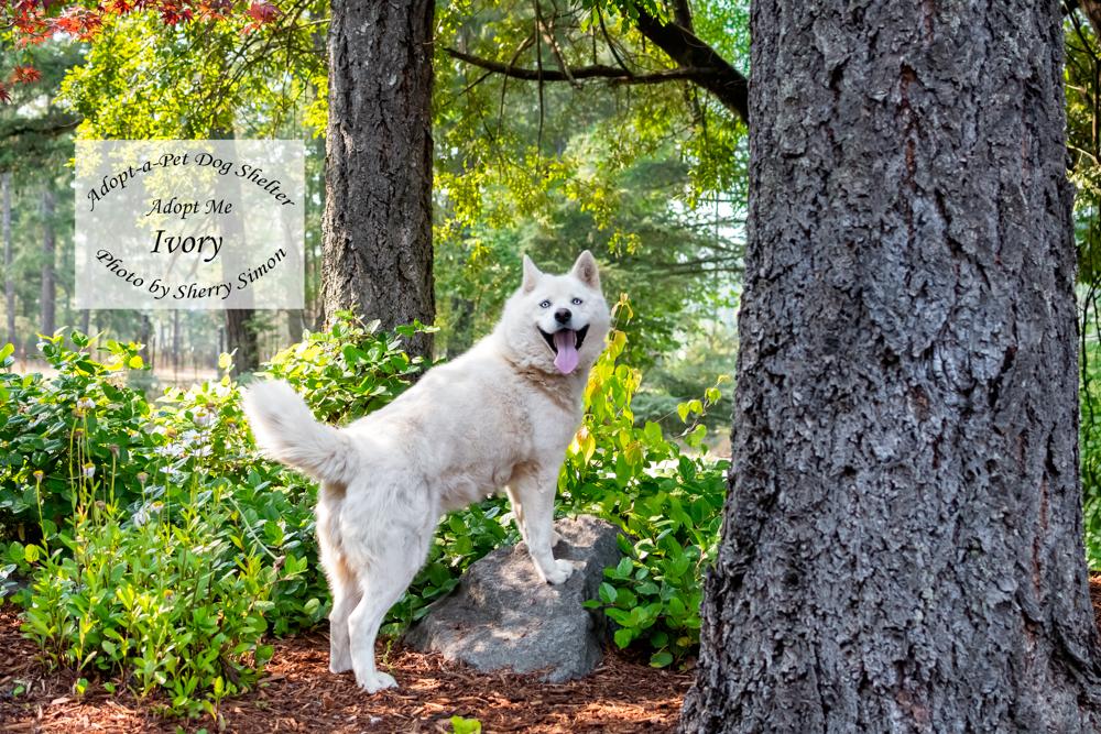Enlarge IVORY, an adopted Husky in Shelton, WA image 4/6