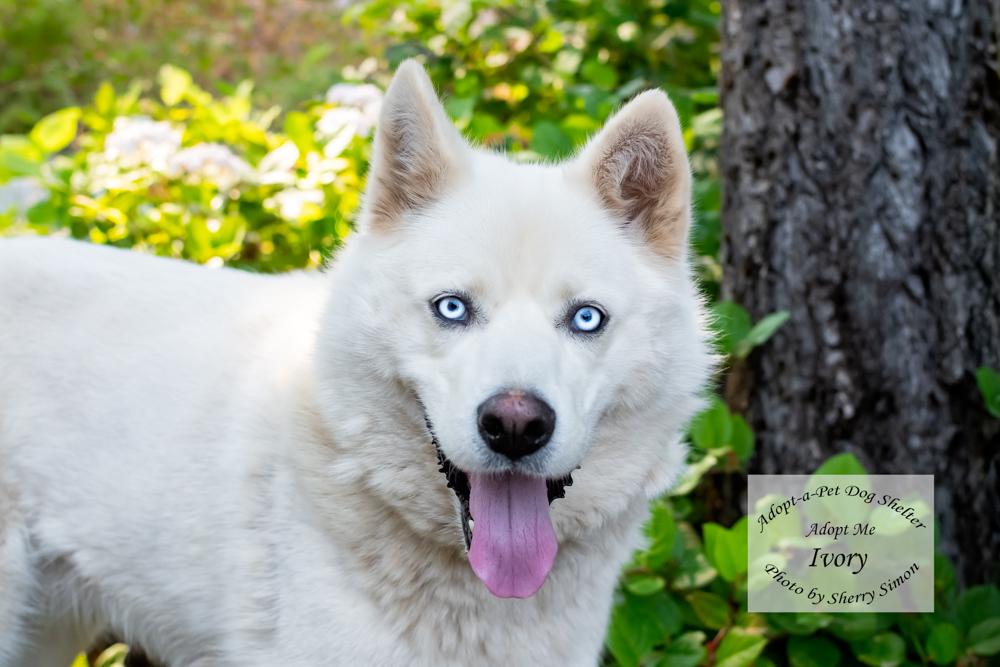 IVORY, adopted, Adult Female Husky.