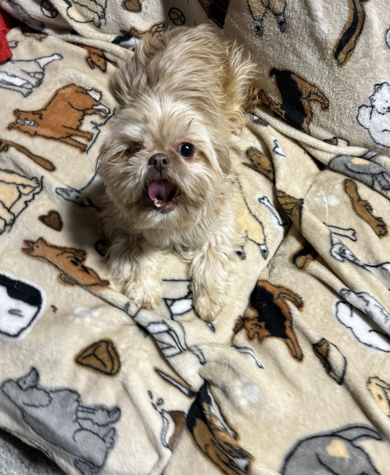 Cora 8 lbs super friendly , a Adoptable Shih Tzu in Antwerp, OH image 2/3