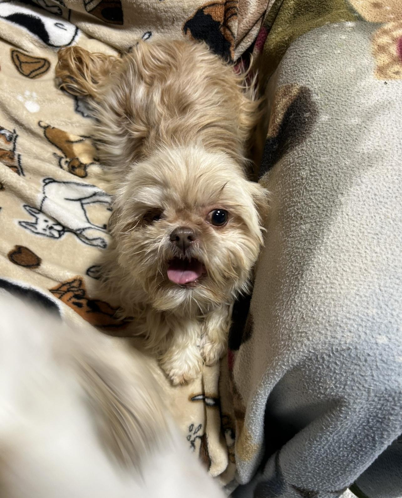 Cora 8 lbs super friendly , a Adoptable Shih Tzu in Antwerp, OH image 3/3