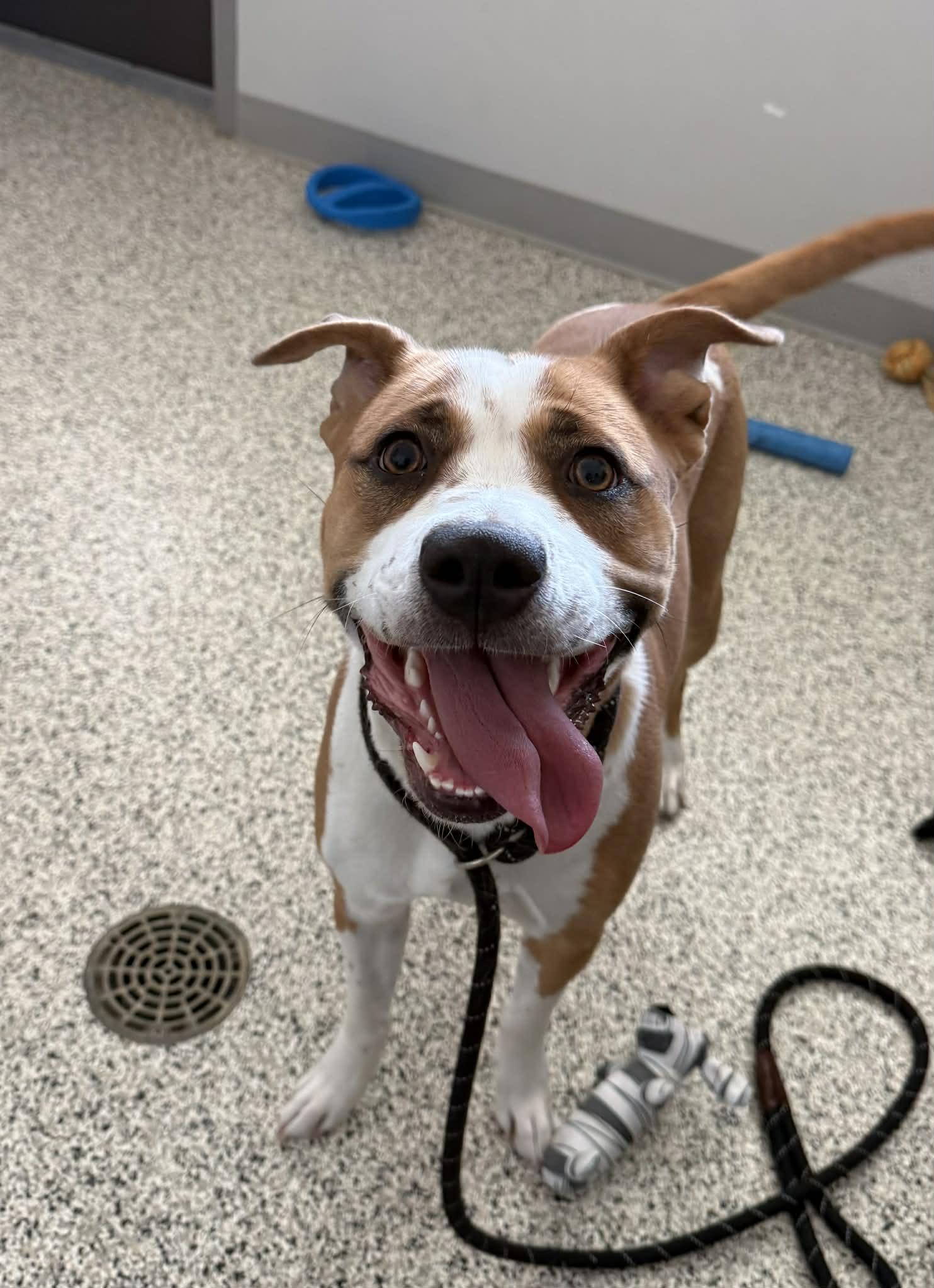 Enlarge Sighah, an adopted mixed breed in Liberty, MO image 3/3