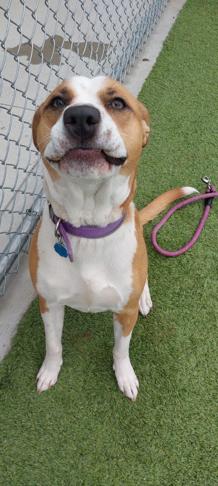 Enlarge Sighah, an adopted mixed breed in Liberty, MO image 2/3