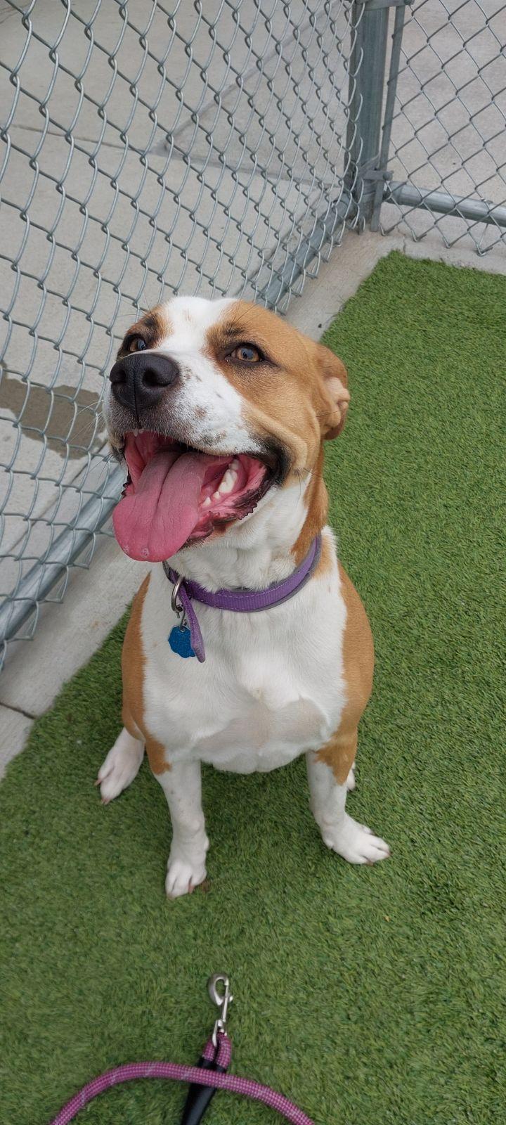 Enlarge Sighah, an adopted mixed breed in Liberty, MO image 1/3