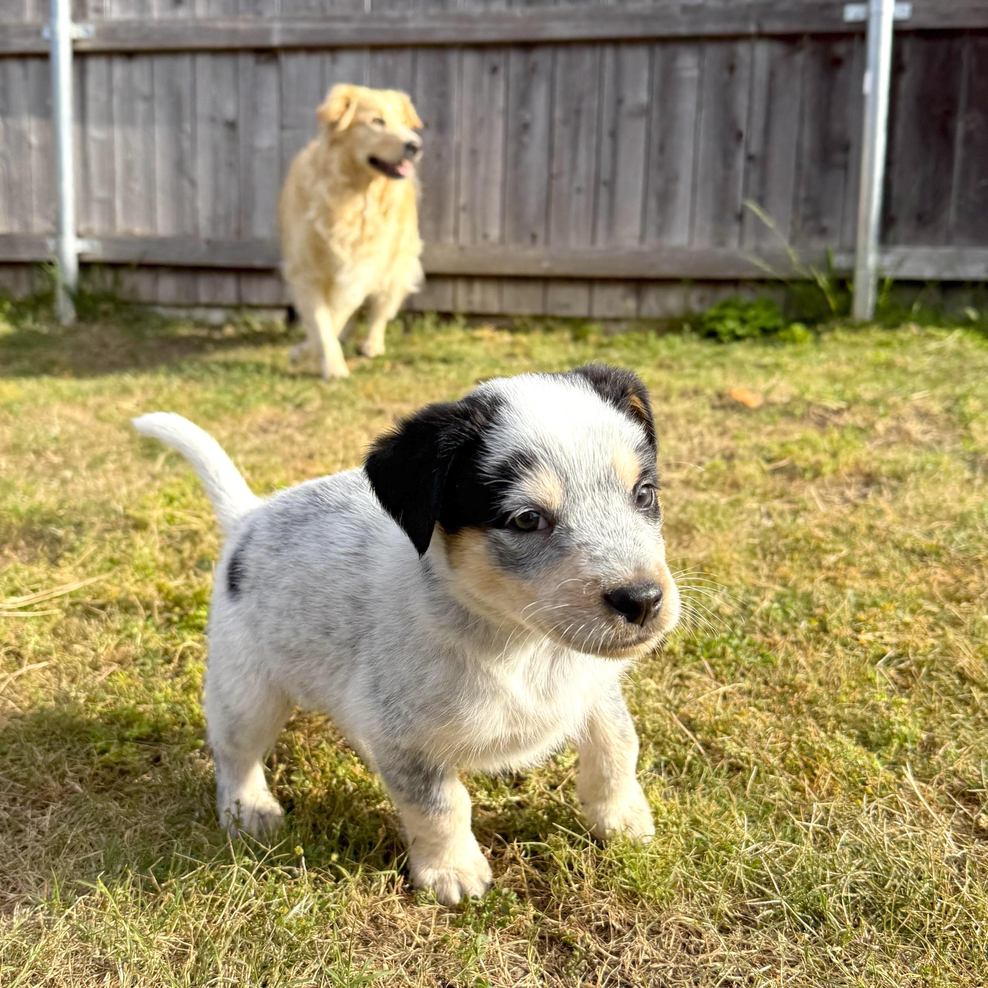 Enlarge Mick, an adopted mixed breed in Los Angeles, CA image 2/4
