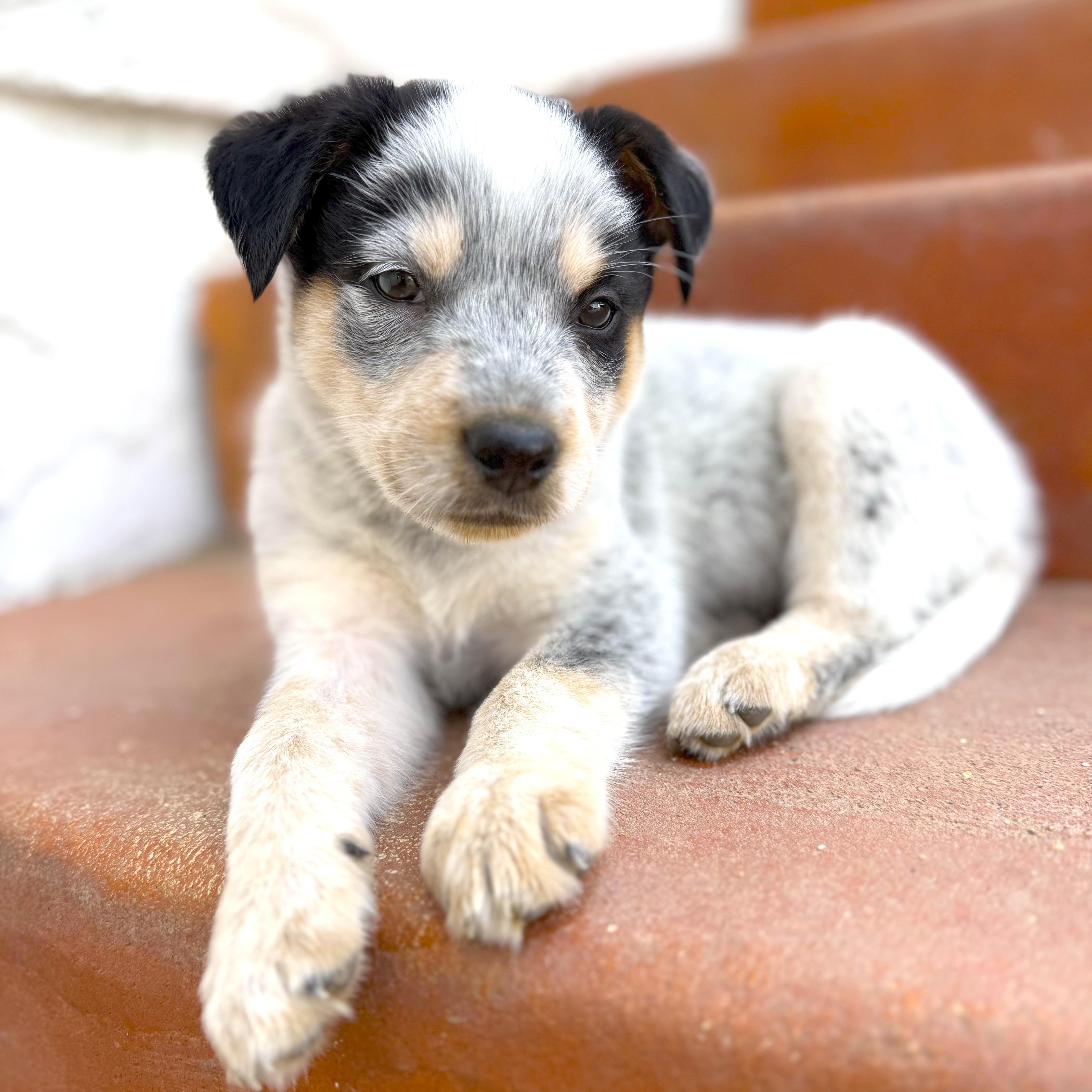 Enlarge Mick, an adopted mixed breed in Los Angeles, CA image 4/4