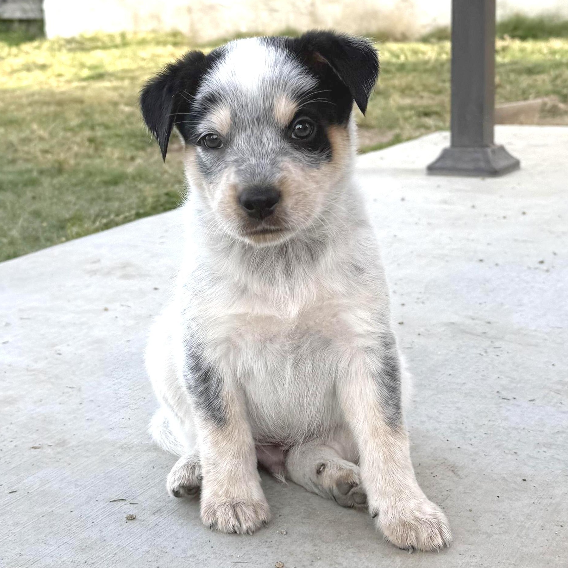 Mick, adopted, Puppy Male Australian Cattle Dog / Blue Heeler & Cattle Dog.