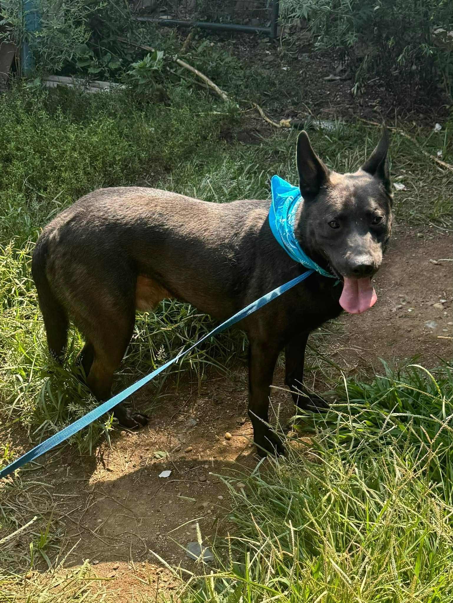 Enlarge Alfy, a Adoptable Australian Kelpie in Old Westbury, NY image 2/6