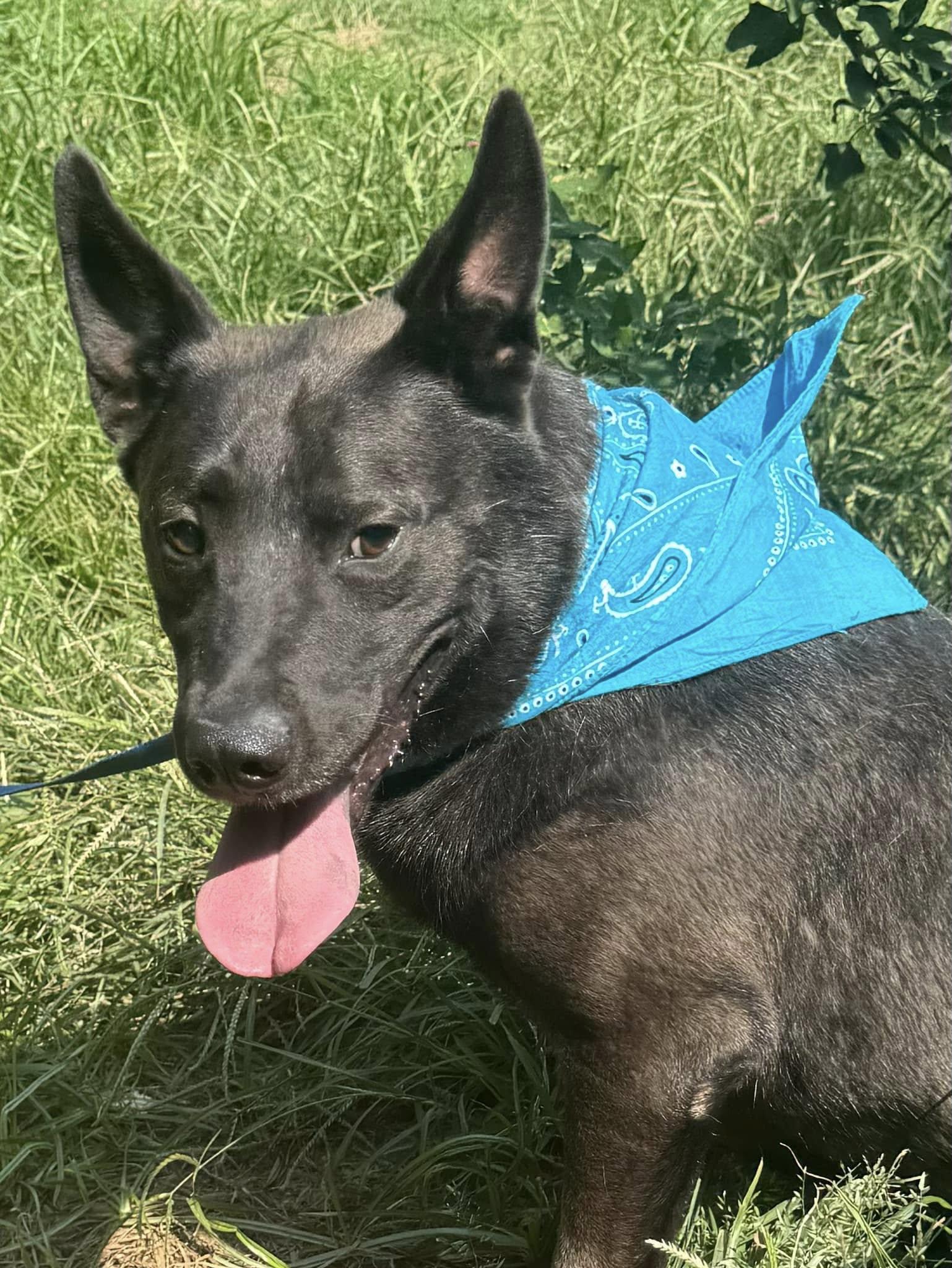 Enlarge Alfy, a Adoptable Australian Kelpie in Old Westbury, NY image 3/6
