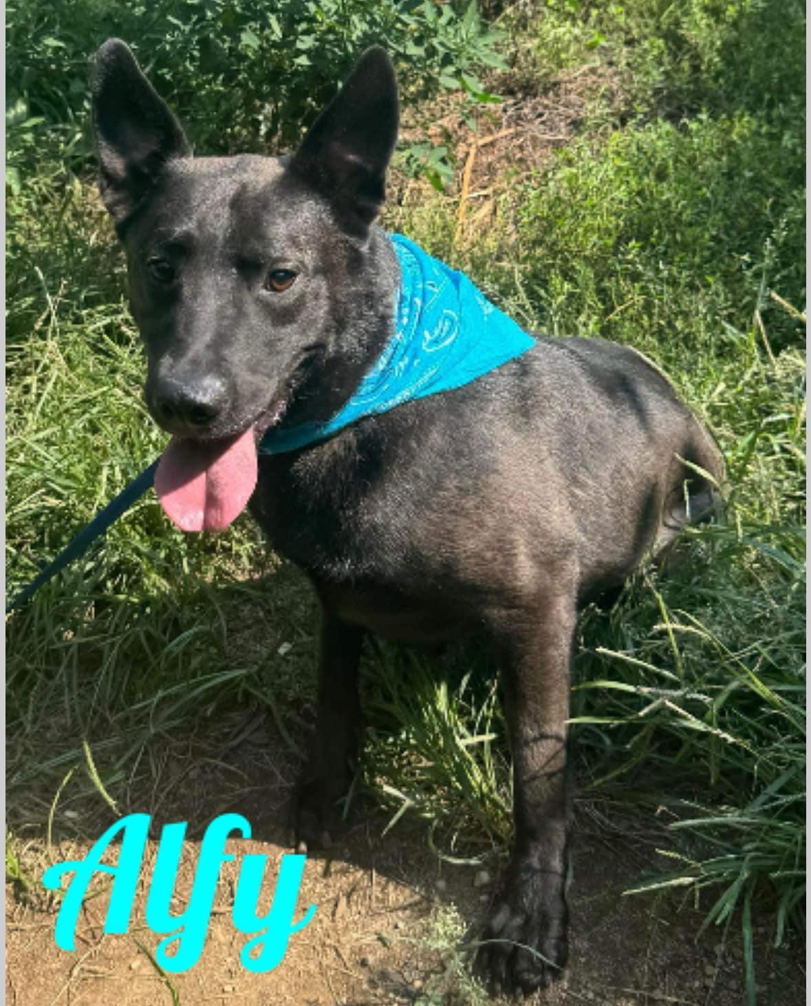 Alfy, Adoptable, Adult Male Australian Kelpie.