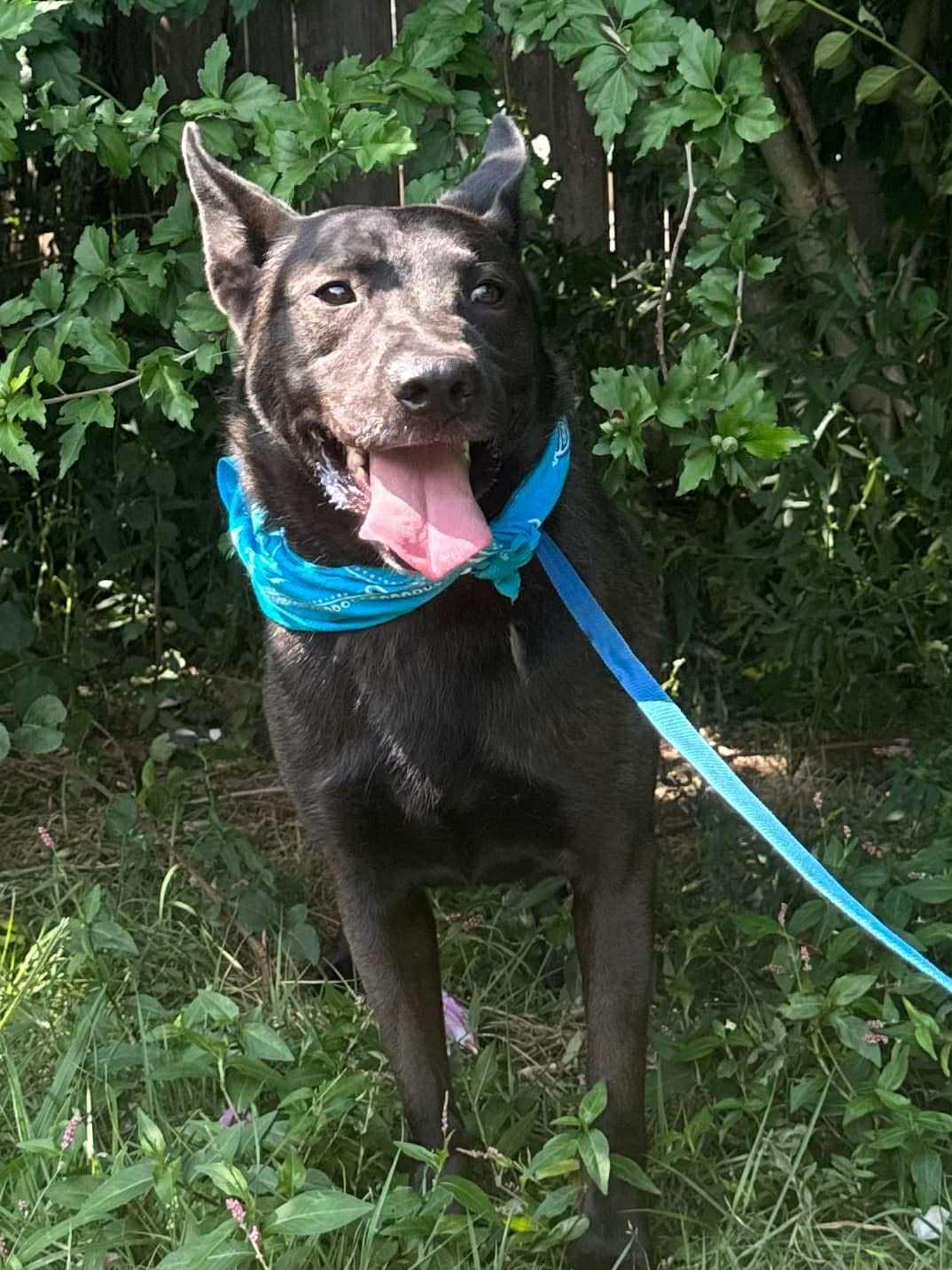 Enlarge Alfy, a Adoptable Australian Kelpie in Old Westbury, NY image 4/6