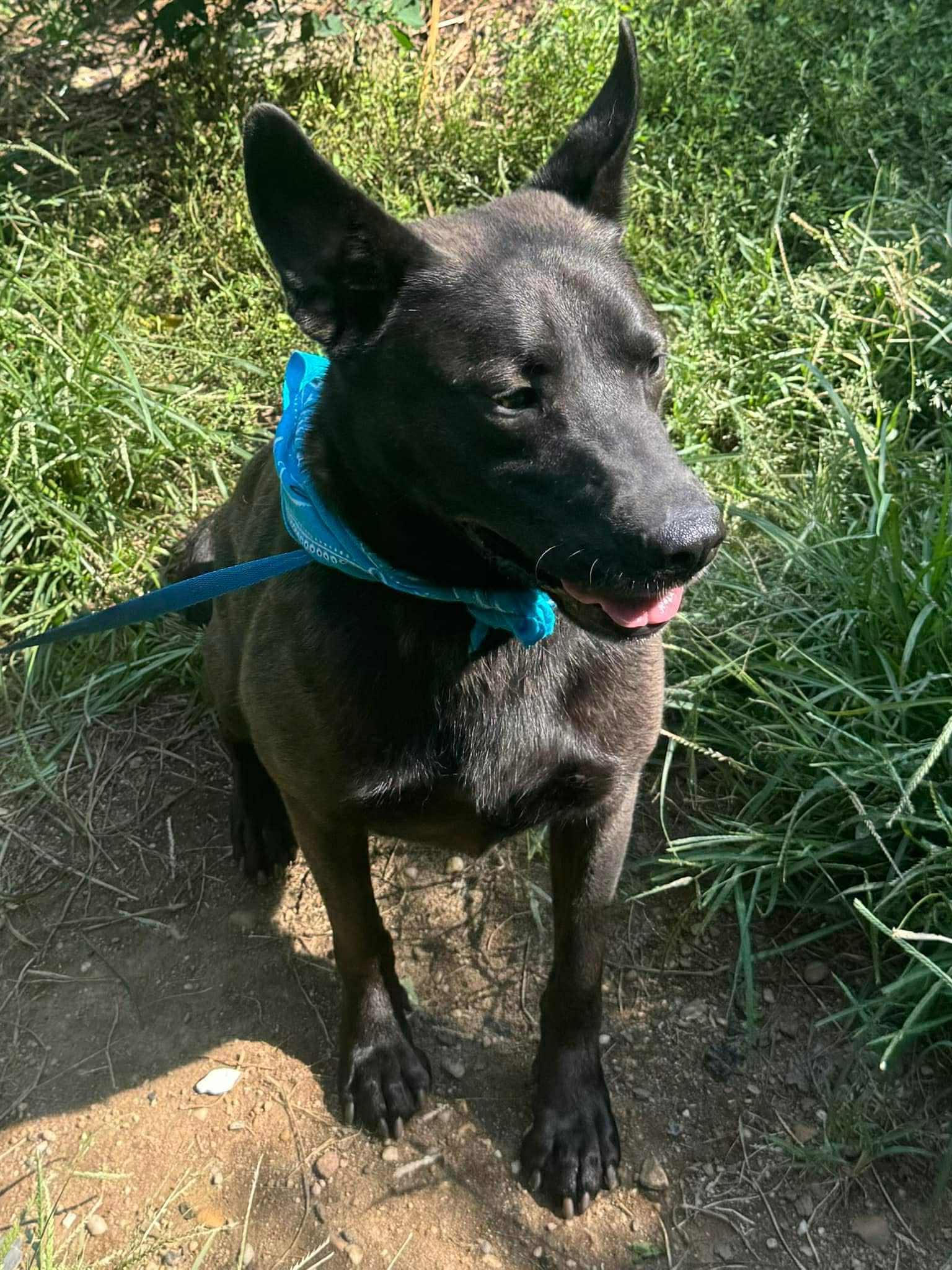 Enlarge Alfy, a Adoptable Australian Kelpie in Old Westbury, NY image 5/6