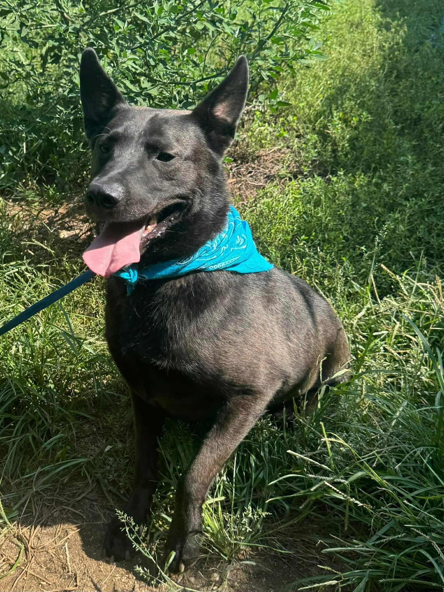 Enlarge Alfy, a Adoptable Australian Kelpie in Old Westbury, NY image 6/6
