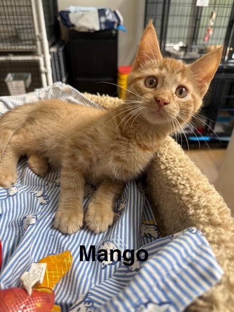 MANGO