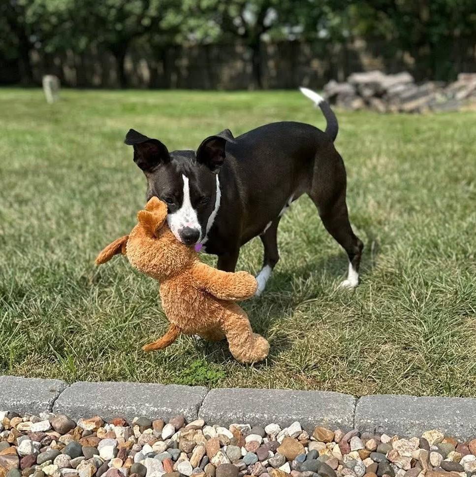 Cali, a Adoptable mixed breed in O'Fallon, MO image 3/5