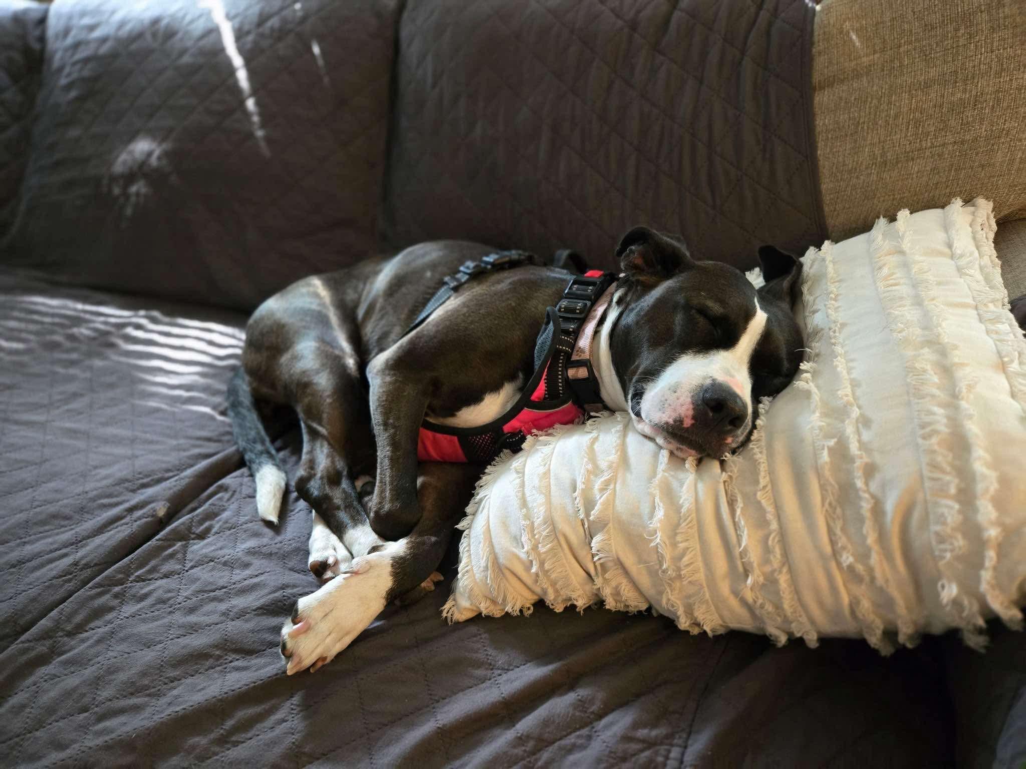 Cali, a Adoptable mixed breed in O'Fallon, MO image 2/5