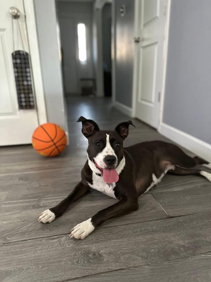 Cali, Adoptable, Adult Female Boxer & Labrador Retriever.