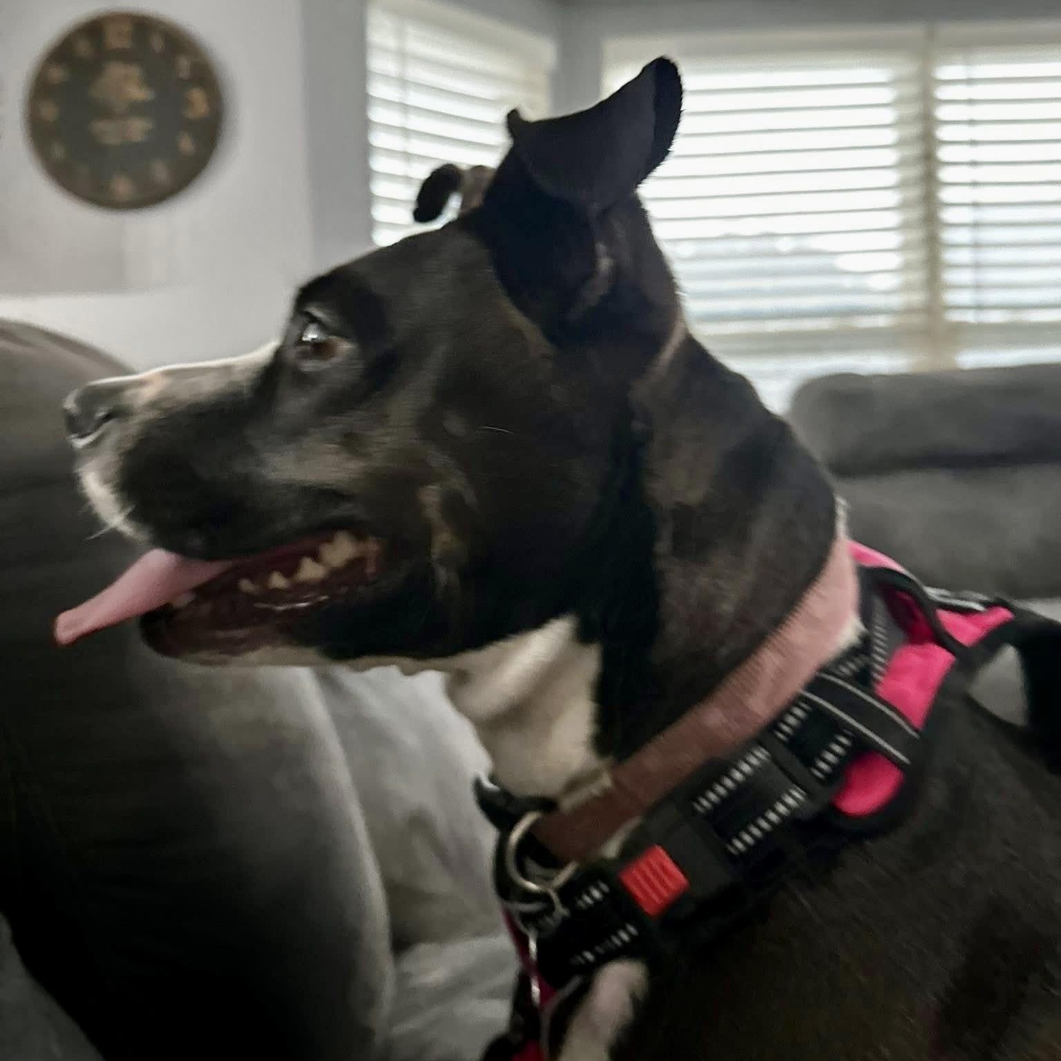 Cali, a Adoptable mixed breed in O'Fallon, MO image 5/5